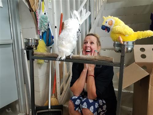 A woman plays with Blossom the cockatoo since birds need lots of time with friends 