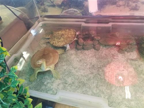 Two Softshell Turtles swimming in a large water tank, with sand and plants. 