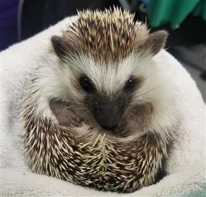 Picture of a hedge hog