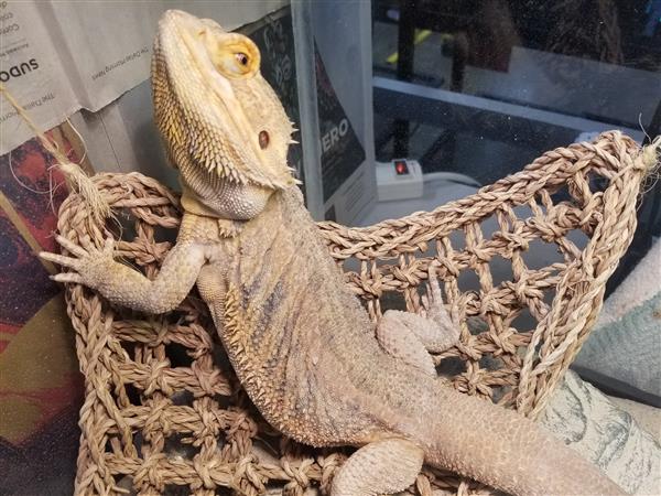 Bearded Dragon
