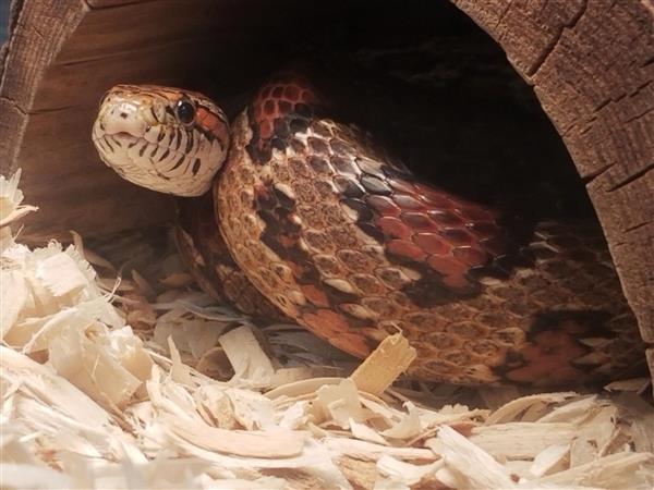 Corn Snake