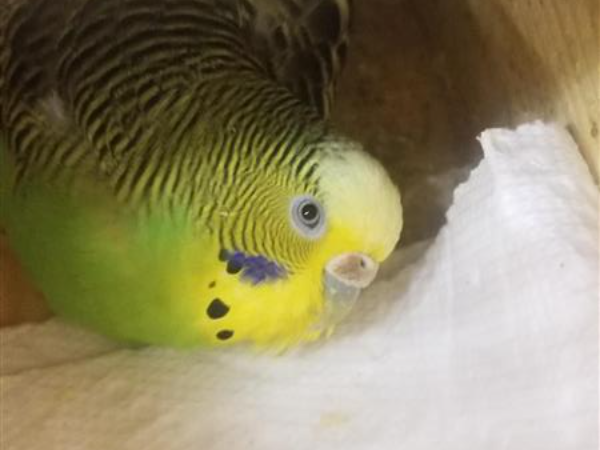 Parakeet