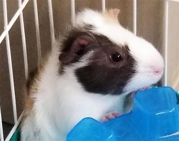 Guinea Pig