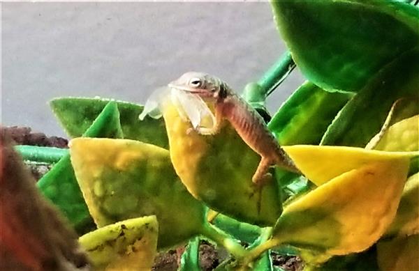 Anole Lizard Eating