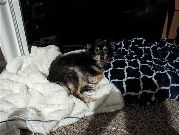 A small, mostly black dog lays on a white blanket in front of an unlit fireplace with her tongue sticking out of the side of her mouth. Her name is Ashlyn, and she is Mr. Hoffmann's baby.